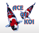 ACE OF KOI LIMITED