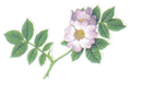 KENT NATURAL BURIALS LTD (06076494)