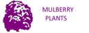 MULBERRY PLANTS LTD (07331755)
